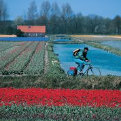 uomo che pedala tra i tulipani